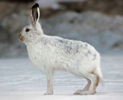 arctic hare