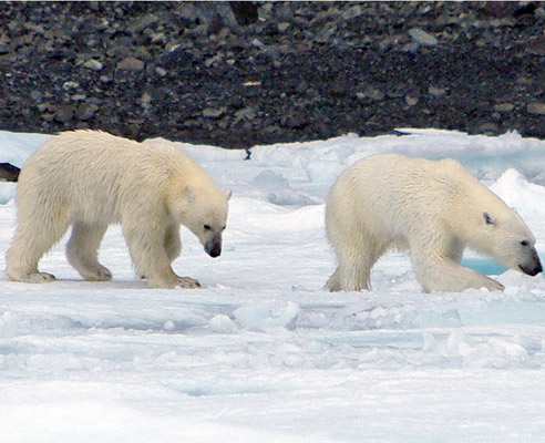 polar bear