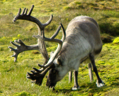 caribou, reindeer