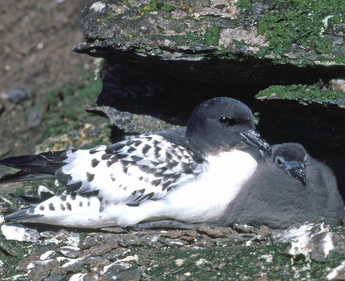 cape petrel