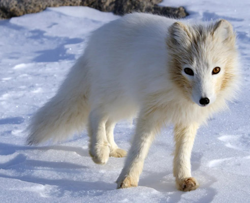 arctic fox