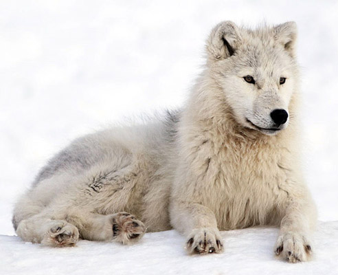 arctic wolf