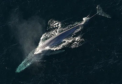 blue whale