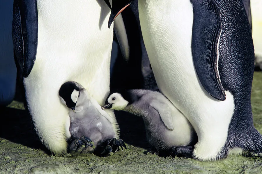 Adelie penguin