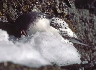 Cape petrel