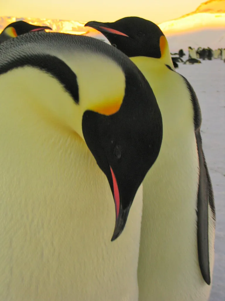 Adelie penguin