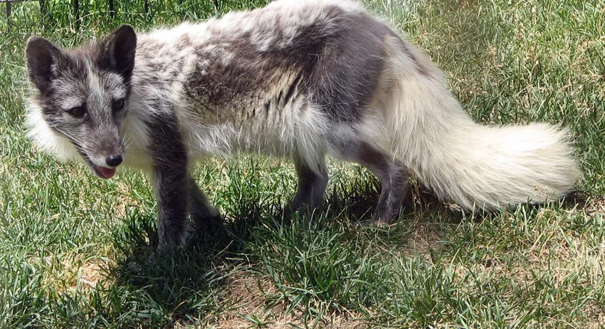 arctic fox