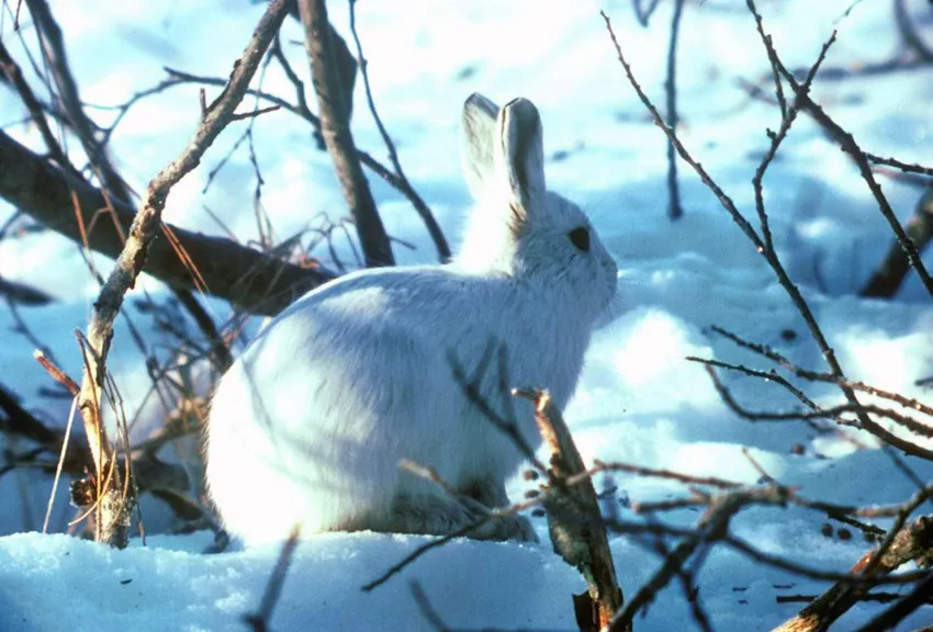 Arctic Hare