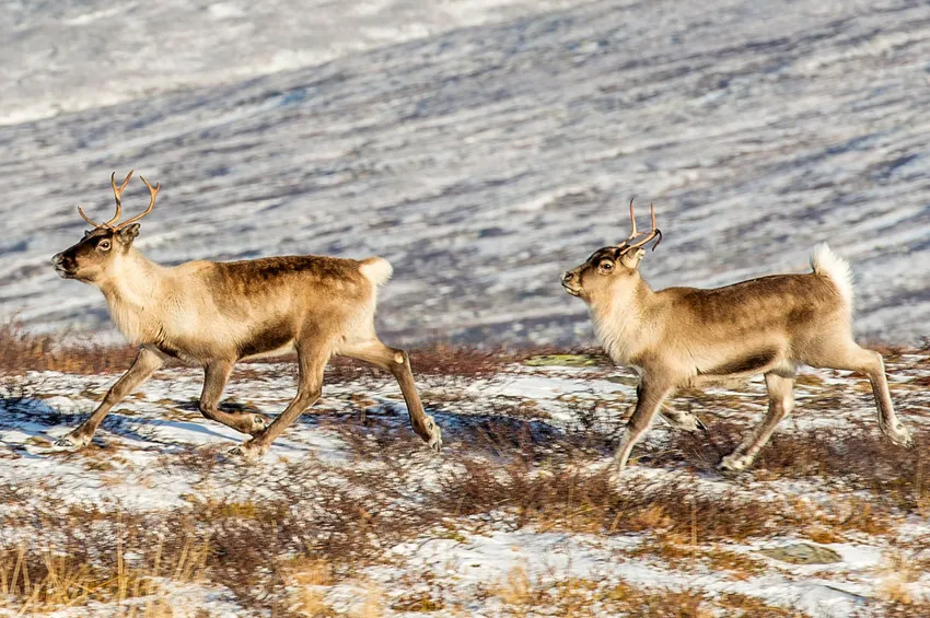 Reindeer / caribou