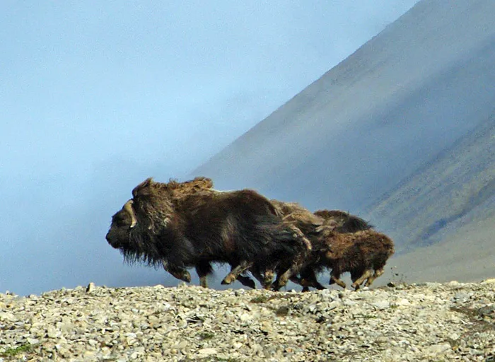 Musk oxen