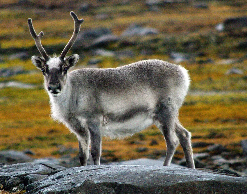 Reindeer / caribou