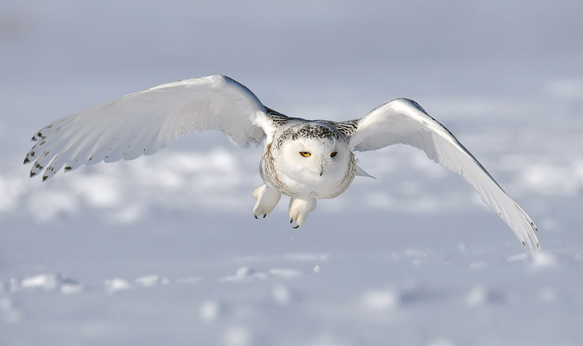 snowy owl