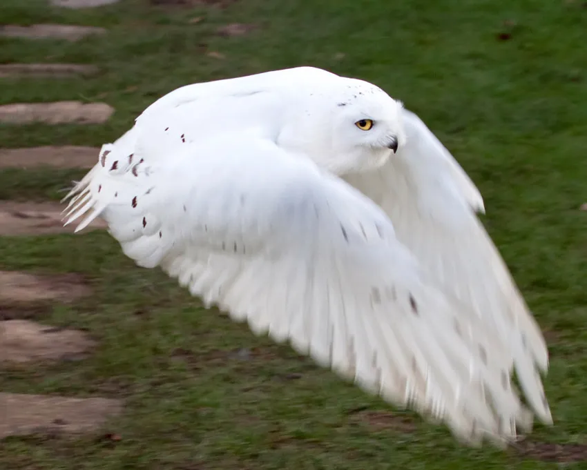 snowy owl