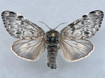 Arctic woolly bear moth