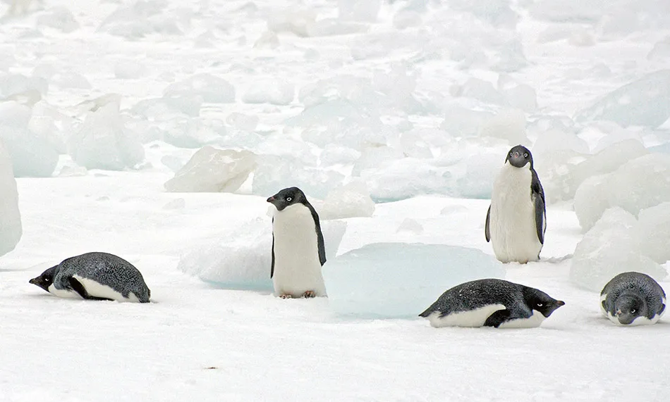 Adelie penguin