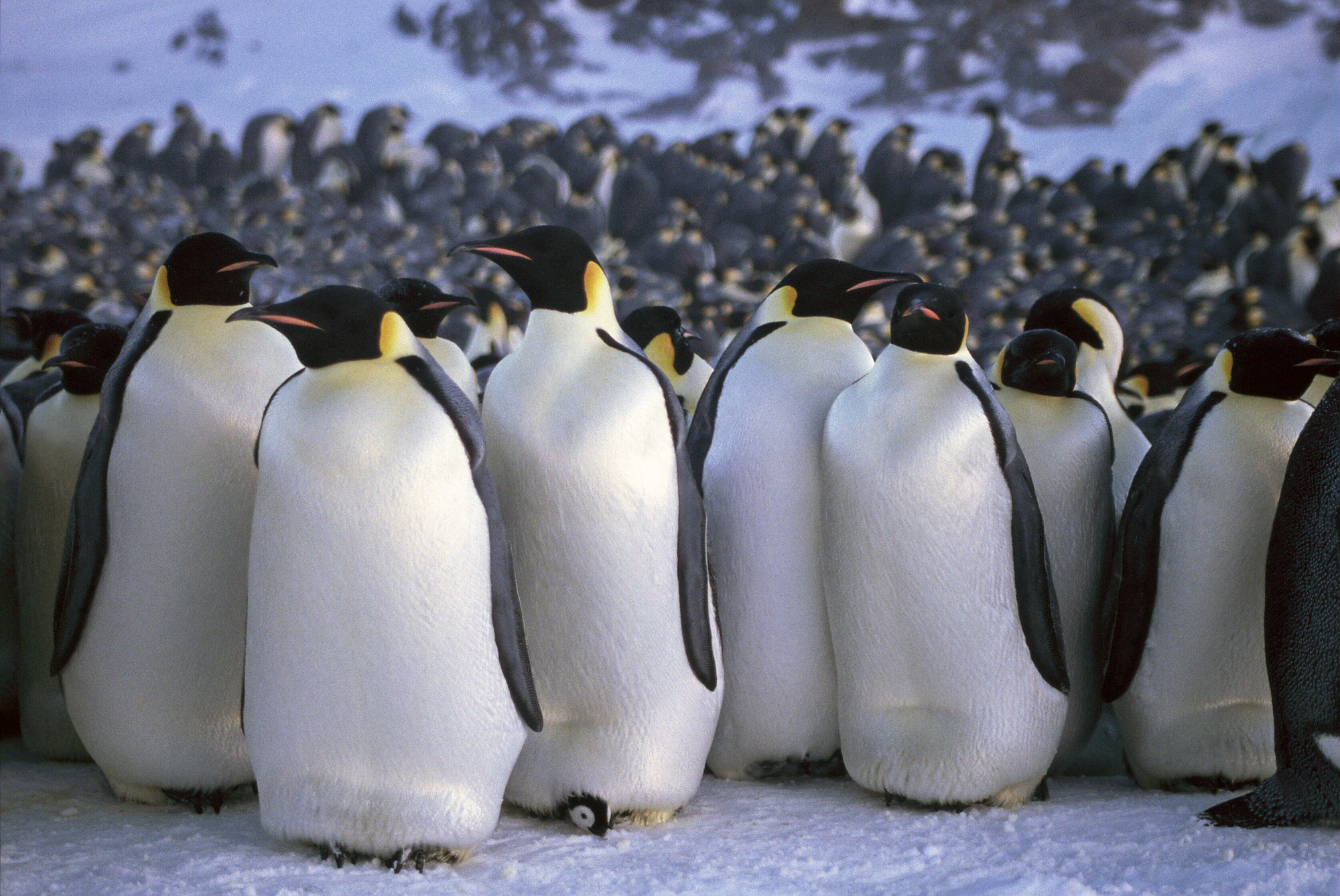 Где есть пингвины. Императорский Пингвин в Антарктиде. Императорский Пингвин высиживает яйцо. Императорский Пингвин Aptenodytes forsteri. Стая пингвинов.