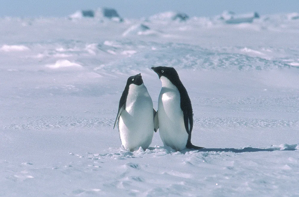 Crabeater seals