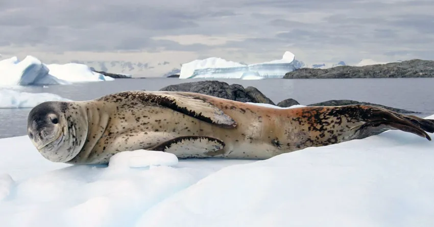 Leopard seal