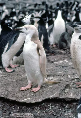 Chinstrap penguin