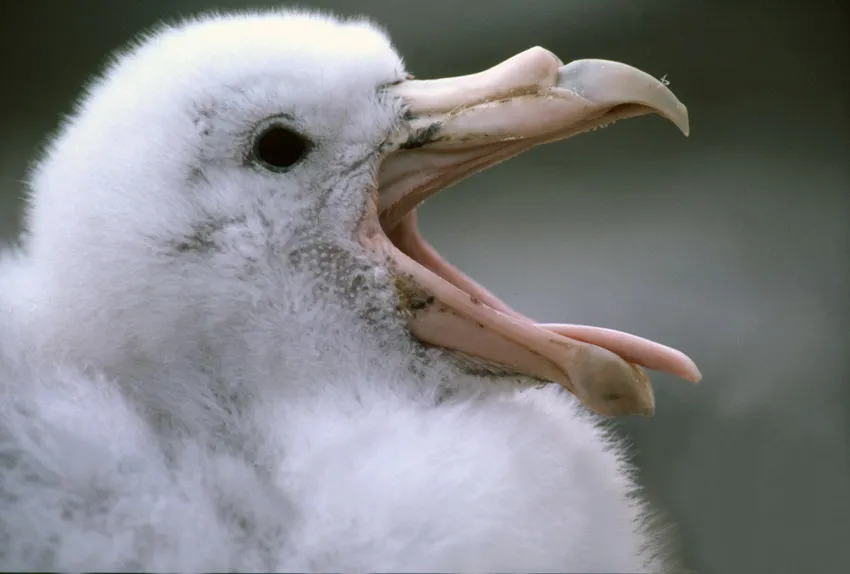 Giant petrel