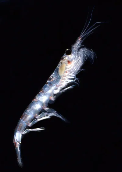 Even the lowly krill can live up to 10 years in Antarctica's frigid seas