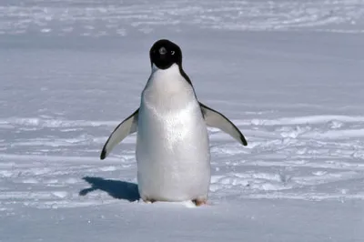 Adelie penguin