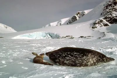 Adelie penguin