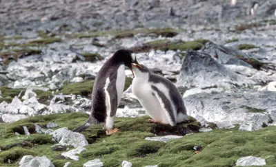 Adelie penguin