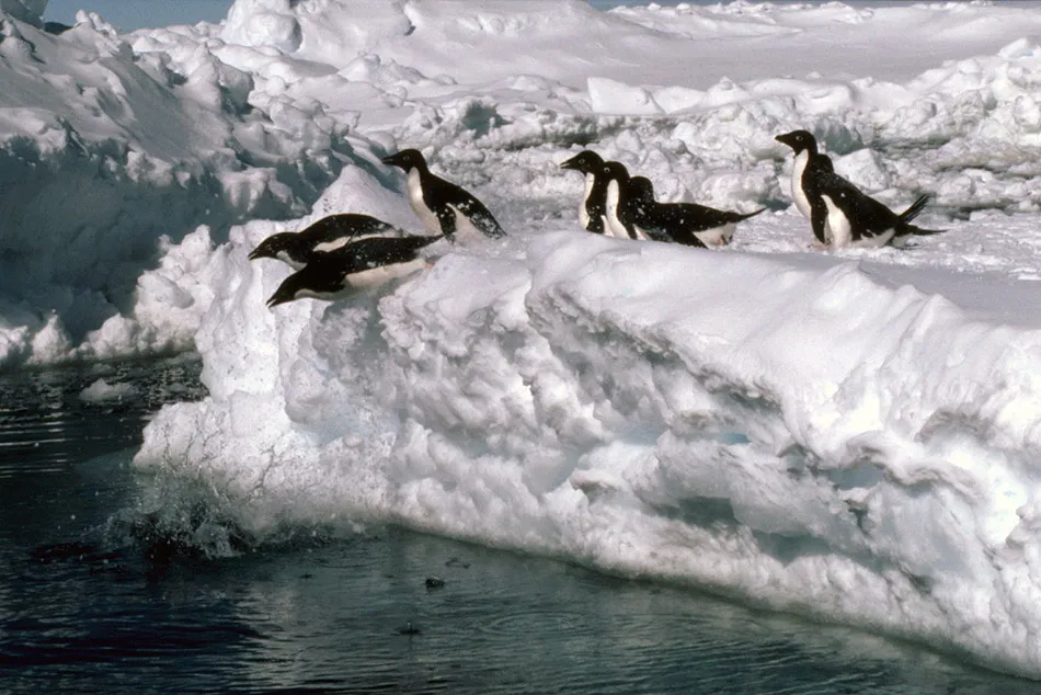 Adelie penguin