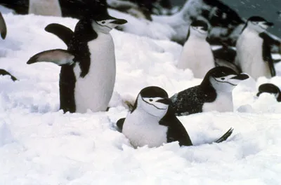 Chinstrap penguin