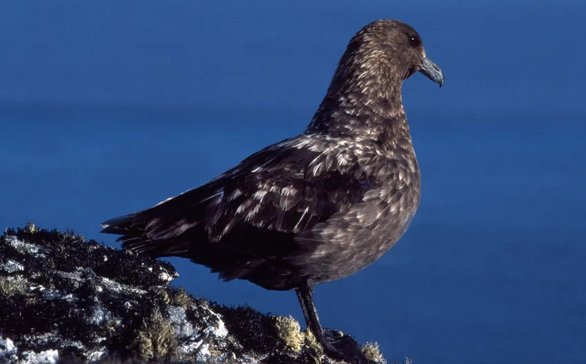 Antarctic or South Polar Skua