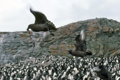 Antarctic or South Polar Skua