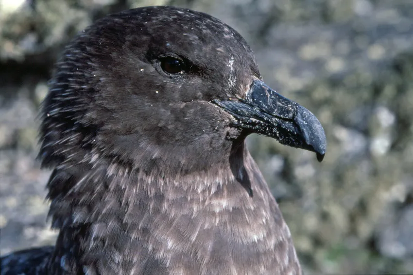 Antarctic or South Polar Skua