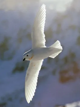 Snow petrel