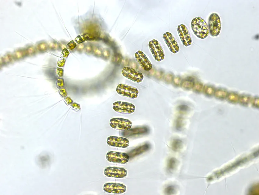 antarctica food web