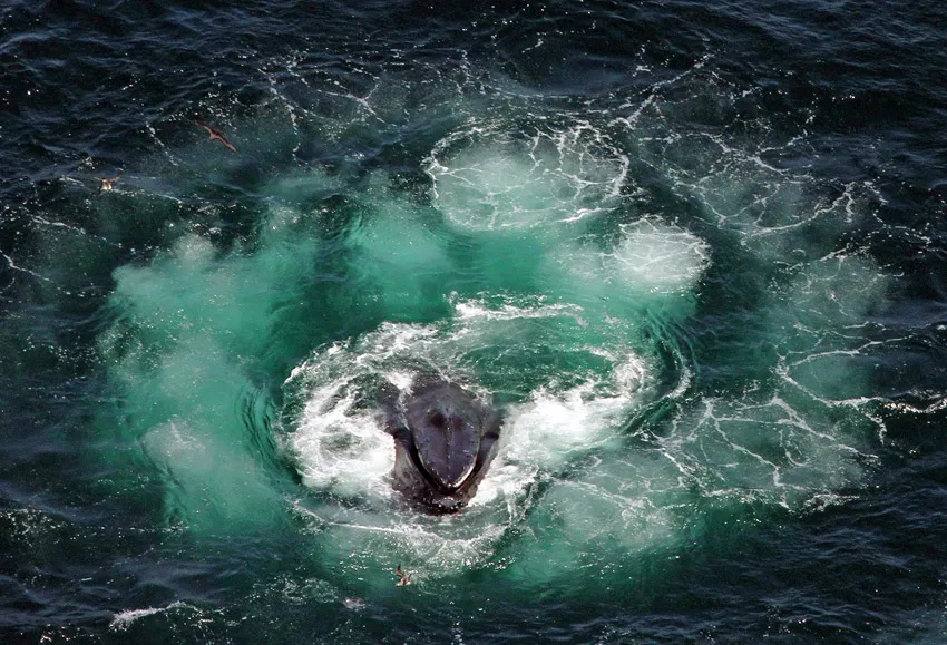 Humpback whale underwater