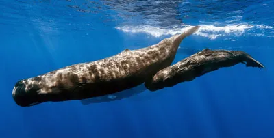 Humpback whale underwater