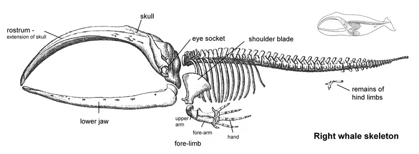 Right whale skeleton