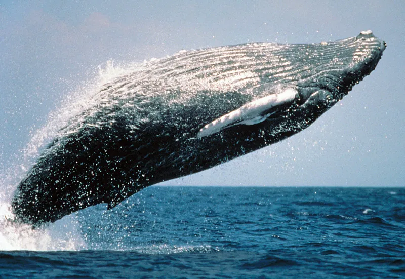 Humpback whale underwater