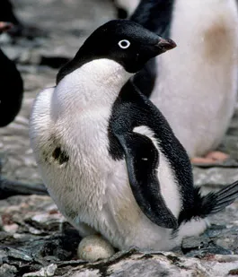 Adelie penguin