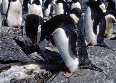 Crabeater seals