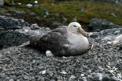 Giant Petrel - Macronectes giganteus - Parent and Chick on Nest