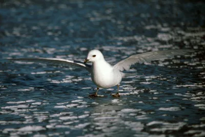 Snow Petrel - Pagadroma nivea Feeding at a Tide Crack