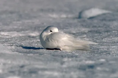 Snow Petrel - Pagadroma nivea Feeding at a Tide Crack