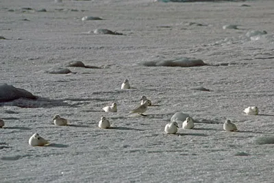 Snow Petrel - Pagadroma nivea Feeding at a Tide Crack