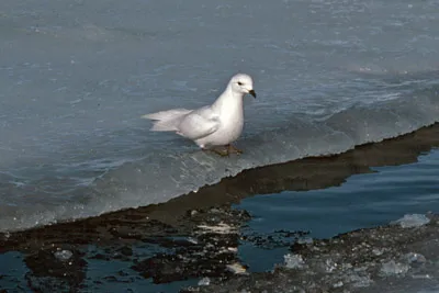 Snow Petrel - Pagadroma nivea Feeding at a Tide Crack