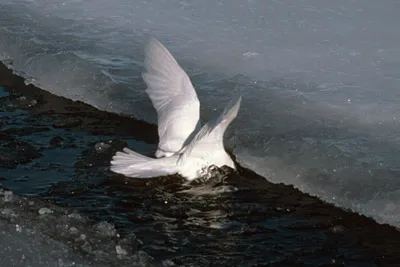 Snow Petrel - Pagadroma nivea Feeding at a Tide Crack