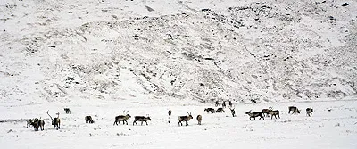 Reindeer, South Georgia