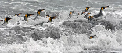 King Penguins, Salisbury Plain, South Georgia