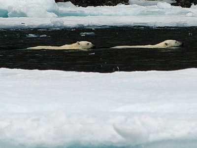 Prince Leopold Island - Polar Bears